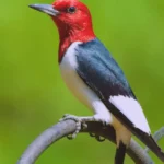 10 Spiritual Meanings & Symbolism of a Red-Headed Woodpecker